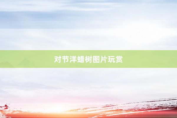 对节洋蜡树图片玩赏